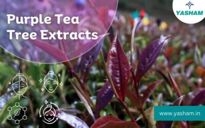 Purple Tea Extract