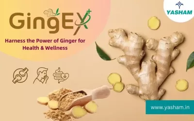 Ginger Extract